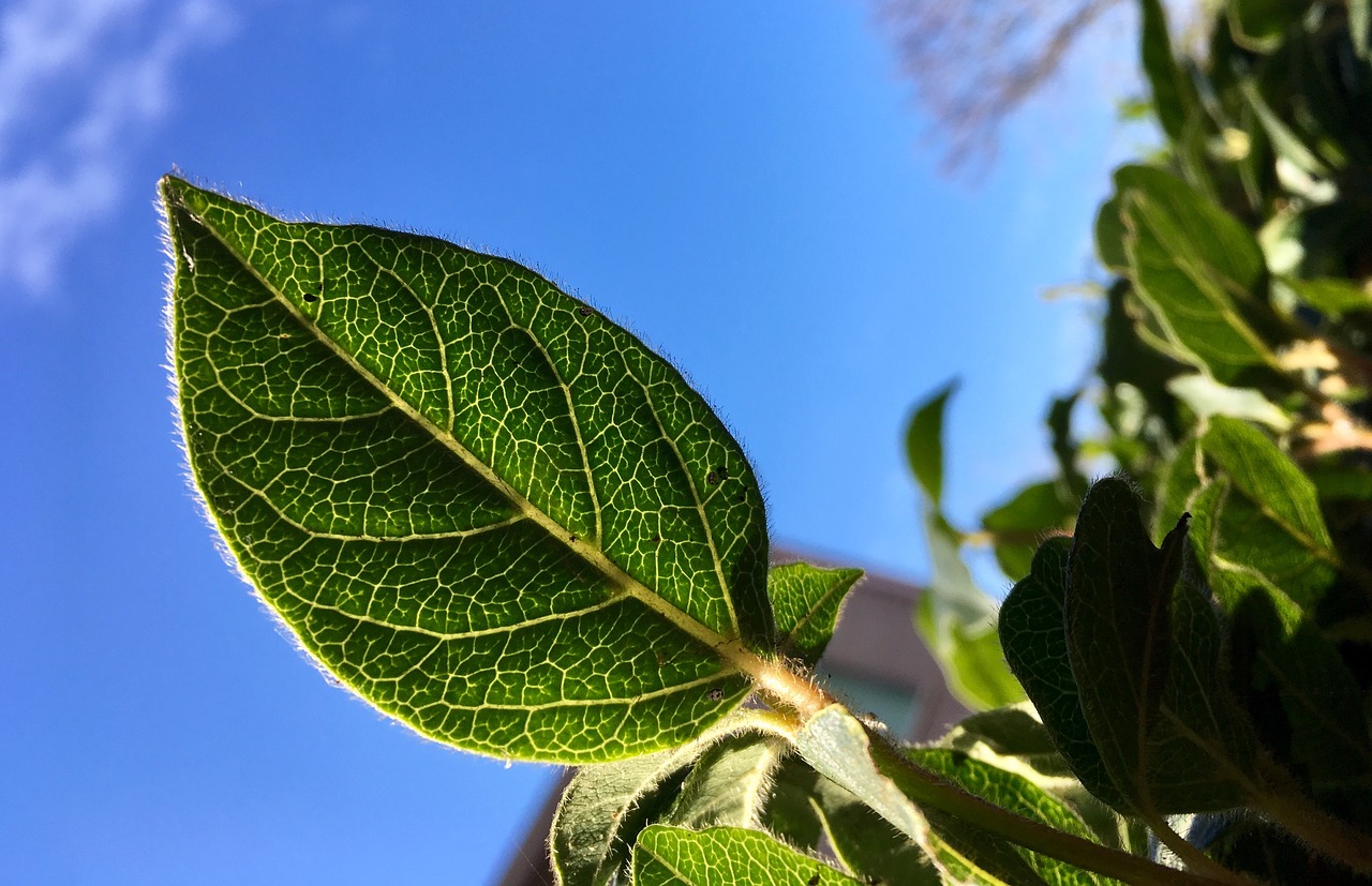 Ett grön blad som sitter på en liten kvist. Bakgrunden helt blå, himmel.