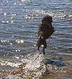 En svart portugisisk vattenhund som plaskar i vattnet 